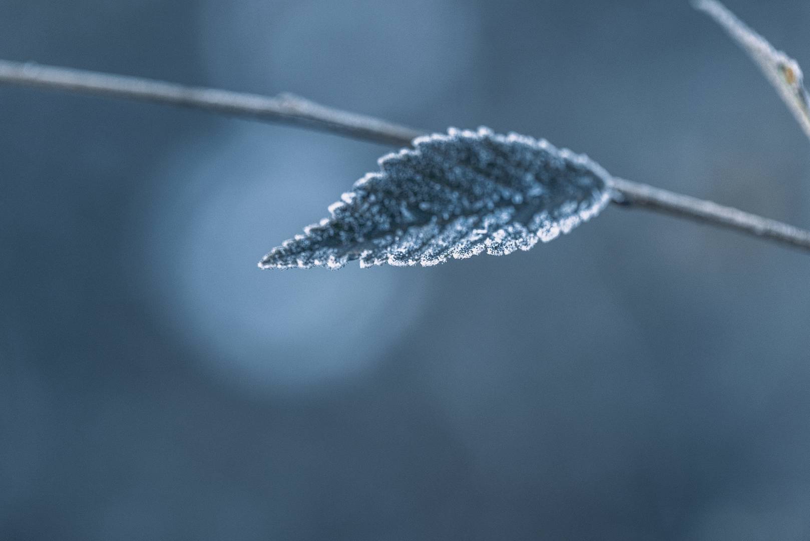 低场核磁共振T1/T2弛豫时间与成像技术在耐寒性植物中的研究