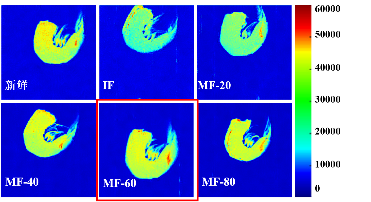 “纽迈杯”江南大学优秀案例解析|低场核磁共振分析用于磁场辅助冷冻对虾仁水分迁移的调控研究